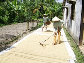 Những khuyến nghị giảm tổn thất sau thu hoạch