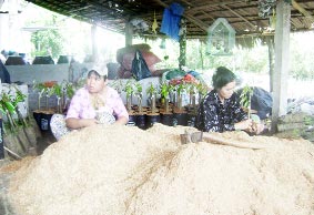 Sức mua và giá đều tăng sớm