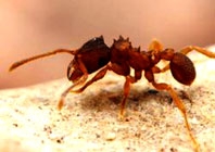 Loài kiến toàn cái đầu tiên trên thế giới