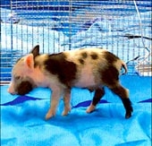Hàn Quốc tạo ra heo nhân bản phục vụ ghép tạng