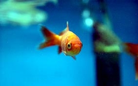 Cá cũng bị say sóng