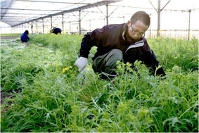 Thanh niên thất nghiệp học làm “Hai lúa”