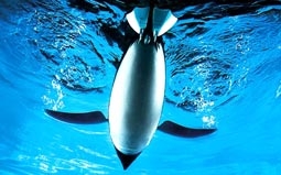 “Chim cánh cụt” biết bay và bơi ngược