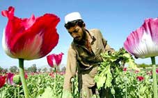 Nan giải cuộc chiến chống ma túy ở Afghanistan