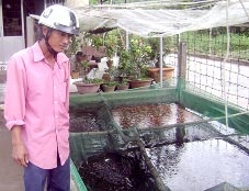 Bấp bênh cá giống