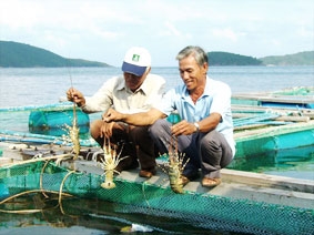 Nuôi tôm hùm ở biển Nam Du