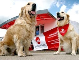 Ngân hàng máu chó di động