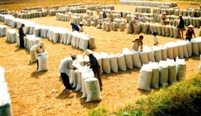 Những khuyến nghị phát triển nông nghiệp tổng hợp ở ĐBSCL