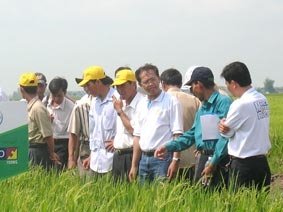 Lại đứng trước nguy cơ lúa phẩm chất thấp khó tiêu thụ?