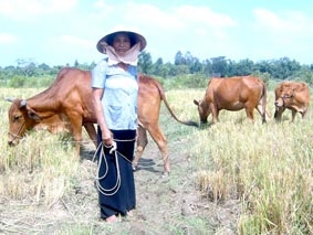Cho mượn trọng lượng bò!