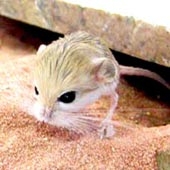 Chuột nhảy đang “vang danh” trên Internet