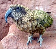 “Đạo chích” vẹt