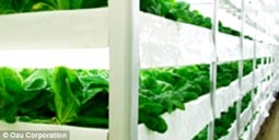 Trồng rau tinh khiết trong nhà máy