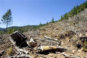 Chống biến đổi khí hậu: 
Hãy đầu tư vào cây và đất!