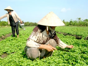 Trồng sương sáo "xóa đói giảm nghèo"