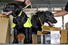 Chó biết đánh hơi... đĩa DVD lậu