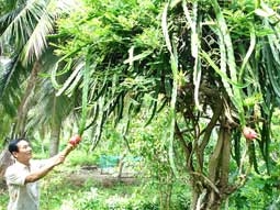 Thanh long bén rễ trên đất ven biển Bến Tre