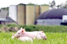 Năng lượng từ phân heo giúp chống biến đổi khí hậu