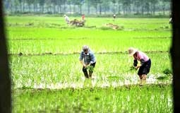 Canh tác hoa màu từ xa