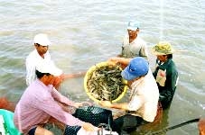 Phát triển ngành thủy sản bền vững