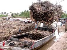 Nguy cơ thiếu mía nguyên liệu!