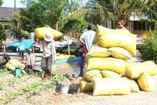 Thị trường lúa gạo hứa hẹn nhiều khởi sắc