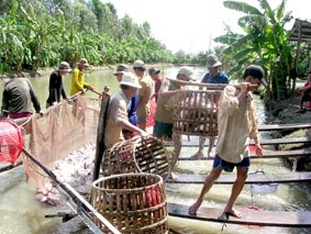 Lo đầu ra cho sản phẩm cá tra