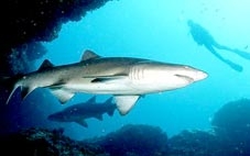 “Kẻ giết người hàng loạt” dưới đại dương