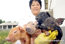 Lựa chọn giới tính cho heo