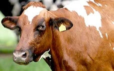 Lai tạo giống bò ít ợ hơi