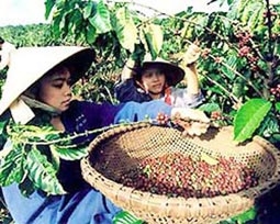 Lao đao cà phê xuất khẩu