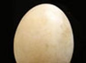 Trứng gà siêu “bự”