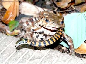 Con mồi biến thành kẻ săn mồi