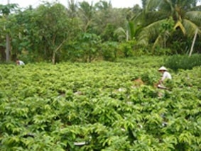 Hướng đến sản xuất bền vững