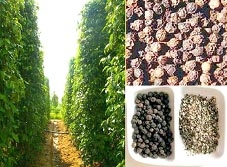 Tiêu xuất khẩu đang cần thương hiệu