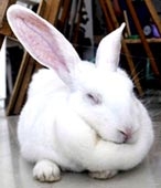 Thỏ nghiện phim Hàn Quốc