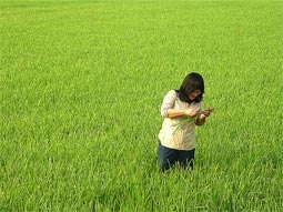 Nguy cơ lan rộng dịch rầy nâu, đạo ôn trên lúa !