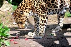 “Điếc không sợ súng”