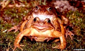 Trăng tròn - “mùa yêu” của ếch nhái