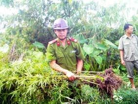 TP Cần Thơ: Phát hiện 1 điểm trồng cần sa