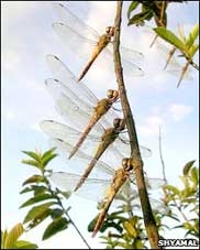 Kỷ lục di trú của chuồn chuồn