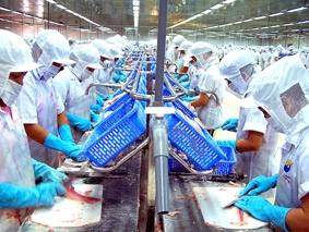 Để có thị trường tiêu thụ cá tra bền vững