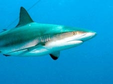 Nhiên liệu từ cá mập ?