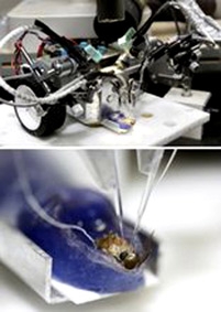 Nhật muốn chế tạo 
robot côn trùng