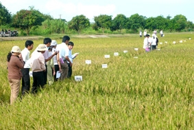 9 giống lúa được đánh giá có triển vọng 
trong vụ lúa hè thu 2009