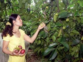 Măng cụt Chợ Lách trúng mùa, được giá