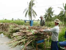 Thương thảo giá sàn và đảm bảo nông dân có lời