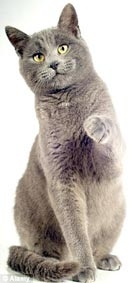 Mèo của bạn thuận “tay” trái hay phải?