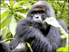 Phát hiện chủng HIV mới