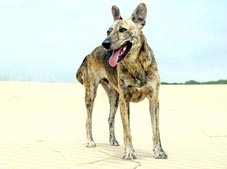 Chó được thuần hóa lần đầu tiên ở đâu?